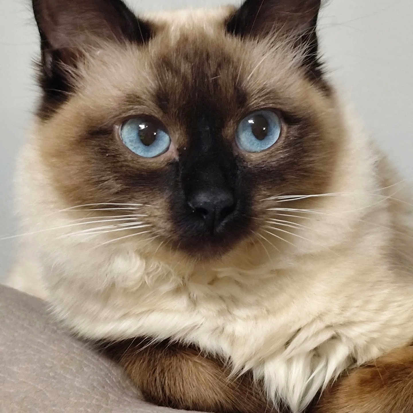 Ange a rejoint le concours — aidez-le/la à gagner de superbes lots ! animal, blue_eyes, cat, close_up, cute, domestic_animal, ears, face, feline, fur, indoor, looking, mammal, pet, portrait, relaxed, resting, siamese_cat, soft_texture, whiskers