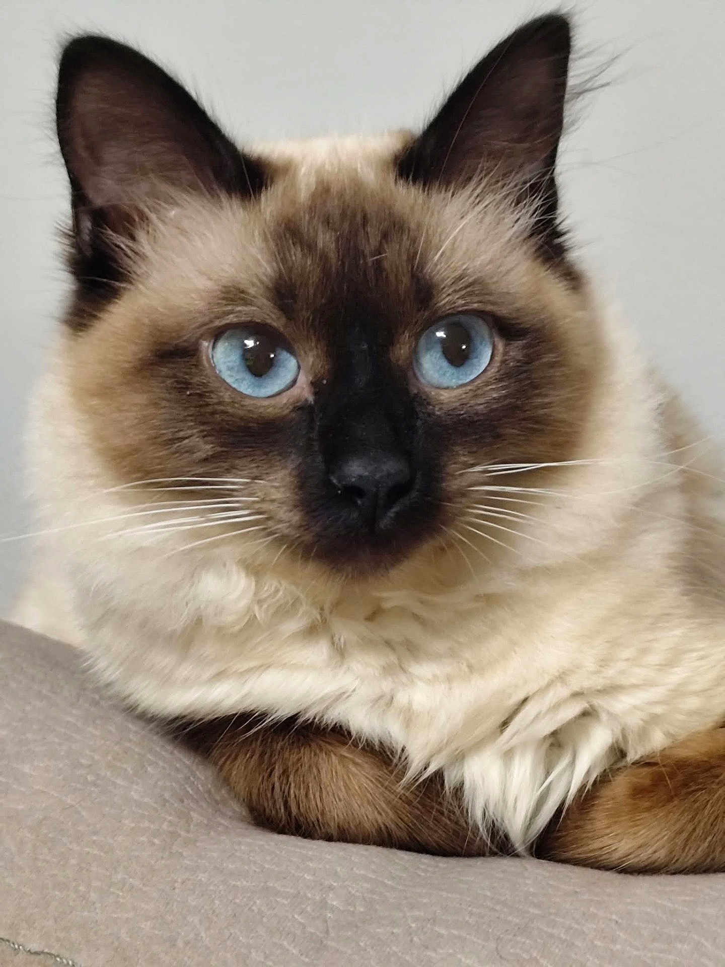 Ange a rejoint le concours — aidez-le/la à gagner de superbes lots ! cat, siamese_cat, blue_eyes, close_up, resting, fur, whiskers, pet, animal, indoor, cute, portrait, feline, mammal, relaxed, soft_texture, ears, face, looking, domestic_animal
