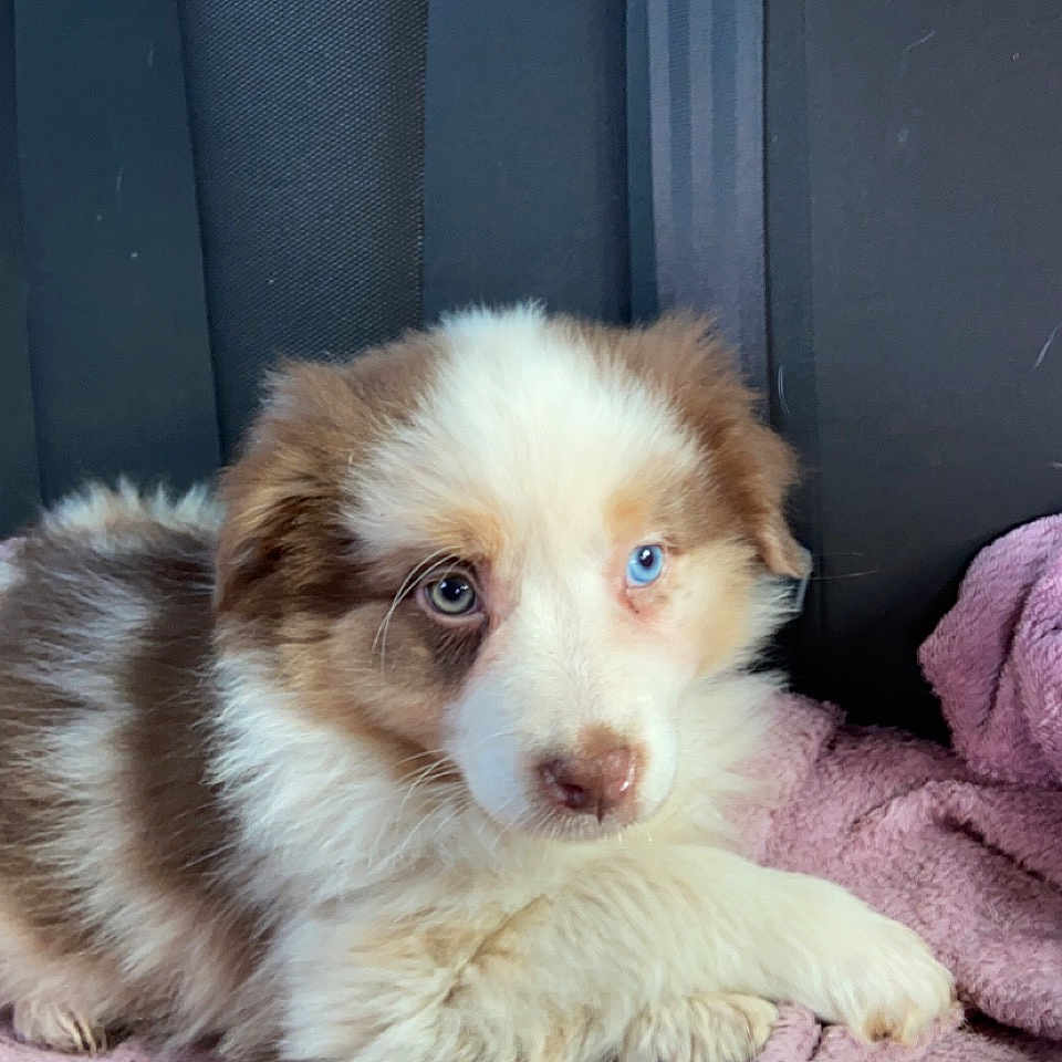 Laïka participe au concours pour gagner de l'argent avec cette photo : animal, blanket, canine, cat, cockerspaniel, couch, dog, eskimodog, face, head, homedecor, hound, husky, kitten, person, pet, photography, portrait, puppy, sleeping