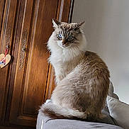 Nadege Laurent participe au concours pour gagner de l'argent avec cette photo : cat, fluffy, blue_eyes, sitting, couch, gray_couch, wooden_cabinet, indoor, pet, feline, long_hair, tail, domestic_animal, relaxed, fur, side_view, home_interior, animal, portrait, houseplant