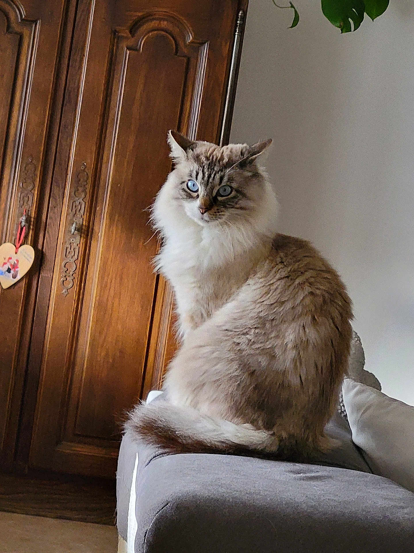 Nadege Laurent participe au concours pour gagner de l'argent avec cette photo : cat, fluffy, blue_eyes, sitting, couch, gray_couch, wooden_cabinet, indoor, pet, feline, long_hair, tail, domestic_animal, relaxed, fur, side_view, home_interior, animal, portrait, houseplant