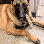 Alpha participe au concours pour gagner de l'argent avec cette photo : alert, animal, belgian_malinois, black_muzzle, bone, brown_fur, canine, collar, dog, domestic_animal, ears, floor, indoor, looking_at_camera, lying_down, paw, pet, quiet, tag, wooden_floor