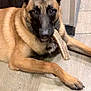 alert, animal, belgian_malinois, black_muzzle, bone, brown_fur, canine, collar, dog, domestic_animal, ears, floor, indoor, looking_at_camera, lying_down, paw, pet, quiet, tag, wooden_floor