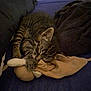 Horton a rejoint le concours — aidez-le/la à gagner de superbes lots ! kitten, cat, sleeping, tabby, plush_toy, blanket, cozy, indoor, resting, cute, pet, feline, fur, animal, domestic_cat, snuggling, soft, relaxation, comfort, young_cat