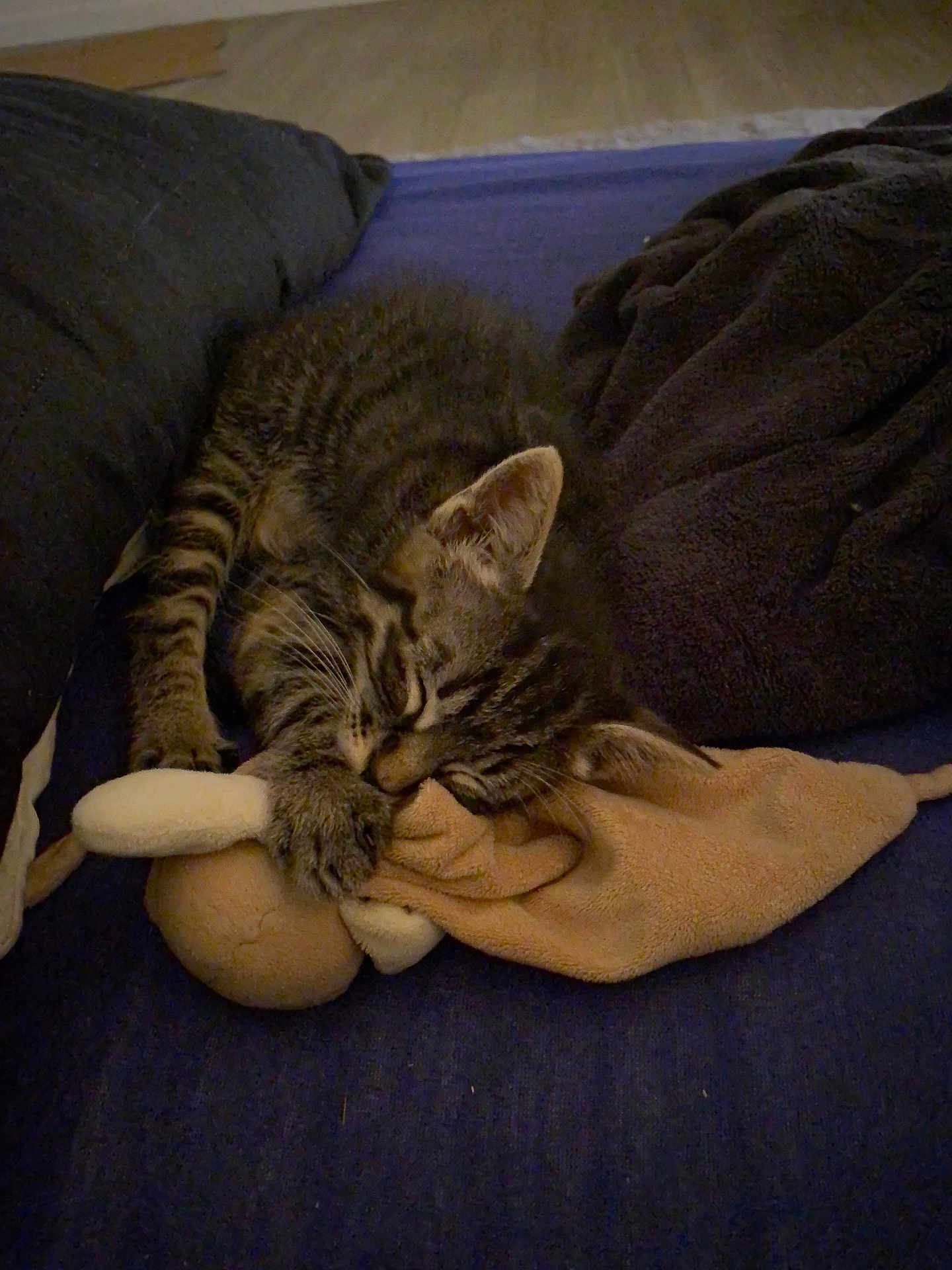 Horton a rejoint le concours — aidez-le/la à gagner de superbes lots ! kitten, cat, sleeping, tabby, plush_toy, blanket, cozy, indoor, resting, cute, pet, feline, fur, animal, domestic_cat, snuggling, soft, relaxation, comfort, young_cat