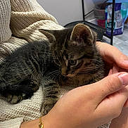 Horton participe au concours pour gagner de l'argent avec cette photo : kitten, cat, tabby, person, hand, sweater, knit, lap, indoor, pet, animal, furry, cute, young, resting, cozy, domestic, warm, bracelet, curious