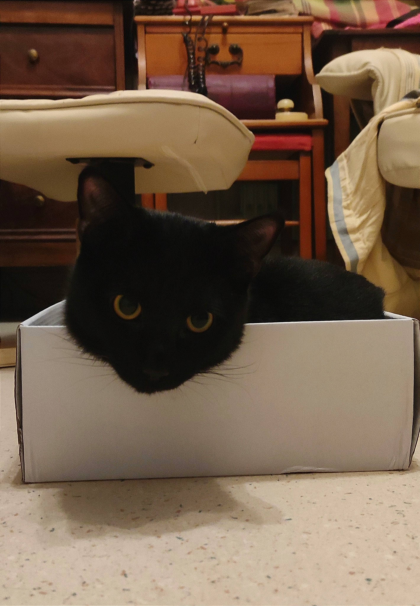 Chaussettes a rejoint le concours — aidez-le/la à gagner de superbes lots ! box, cardboard, carnivore, carton, cat, chair, comfort, felidae, hardwood, mammal, material_property, packaging_and_labeling, pet_supply, rectangle, shipping_box, small_to_medium_sized_cats, table, vertebrate, whiskers, wood