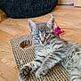 animal, black_cushion, blue_eyes, cat, cute, feather_toy, feline, floor, fur, indoor, kitten, paw, pet, relaxed, scratching_pad, tabby, toy, whiskers, wooden_floor, young_cat