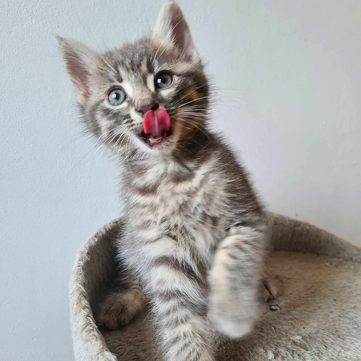Oréo a rejoint le concours — aidez-le/la à gagner de superbes lots ! animal, blue_eyes, cat, curious, cute, feline, fur, gray, indoor, kitten, paw, perch, pet, playful, small, soft, tabby, tongue_out, whiskers, young