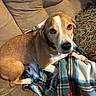 blanket, brown, canine, companion, couch, cozy, dog, fur, home, indoor, looking_up, patterned_pillow, paw, pet, plaid, relaxed, resting, snuggle, soft, white