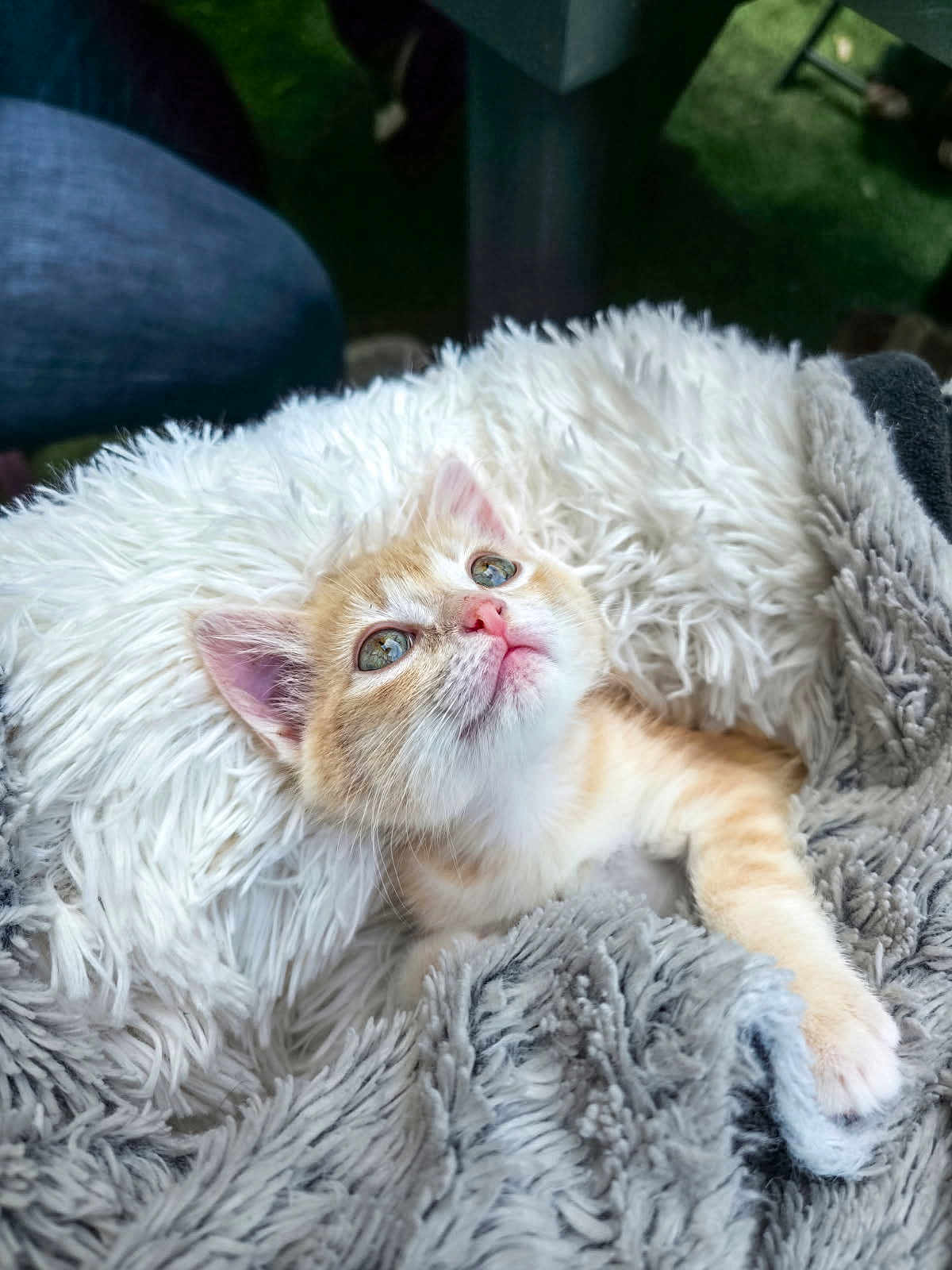 June participe au concours pour gagner de l'argent avec cette photo : kitten, cat, orange_cat, white_cat, fluffy_blanket, gray_blanket, cozy, cute, pet, animal, fur, young_cat, indoor, resting, looking_up, soft_texture, small_animal, relaxation, comfort, adorable
