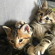 Simba participe au concours pour gagner de l'argent avec cette photo : kitten, cat, pets, playful, cuddle, couch, furniture, fur, whiskers, ears, paw, cute, animal, indoor, tabby, striped, closeup, young, adorable, relaxed