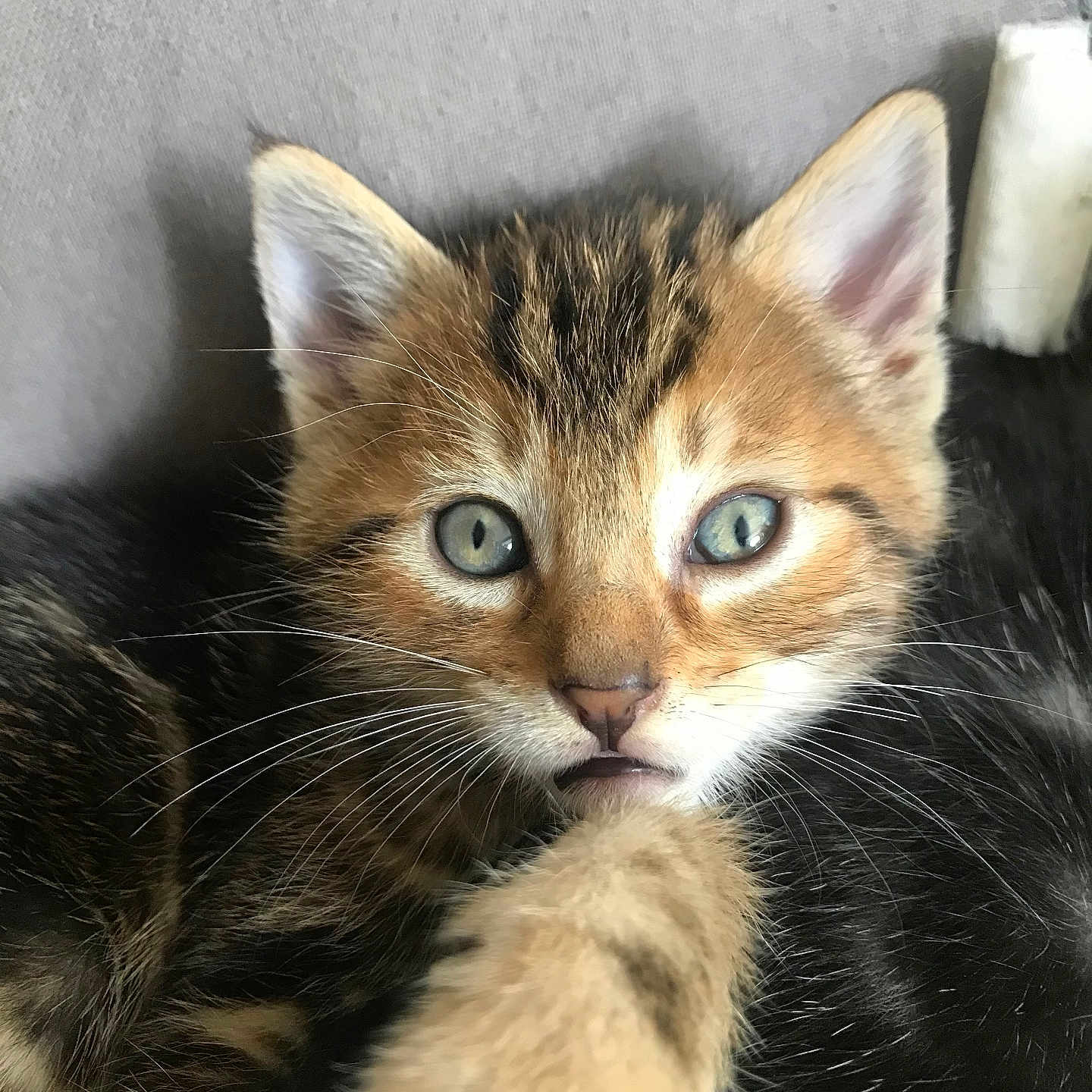 Simba a rejoint le concours — aidez-le/la à gagner de superbes lots ! adorable, animal, blue_eyes, cat, close_up, curious, cute, domestic, face, feline, fur, indoor, kitten, paw, pet, resting, soft, tabby, whiskers, young