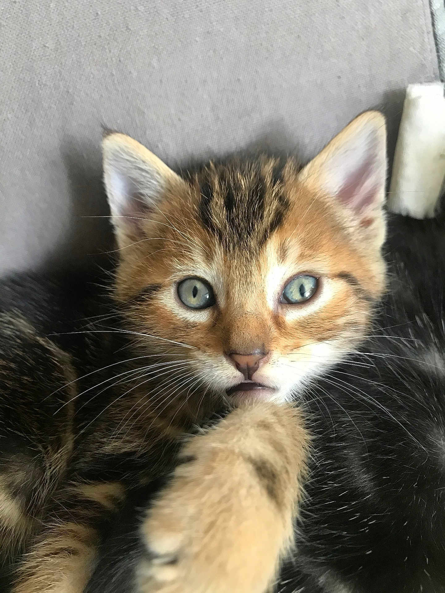 Simba a rejoint le concours — aidez-le/la à gagner de superbes lots ! kitten, cat, close_up, blue_eyes, paw, fur, whiskers, cute, pet, animal, tabby, face, young, indoor, curious, soft, feline, resting, adorable, domestic