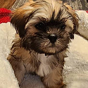 Prince is registered to the contest to win money with this photo: puppy, dog, pet_bed, plush, cozy, indoor, living_room, fireplace, wood_floor, photo_frames, curious, furry, small_dog, cute, animal, fluffy, closeup, brown, white, adorable