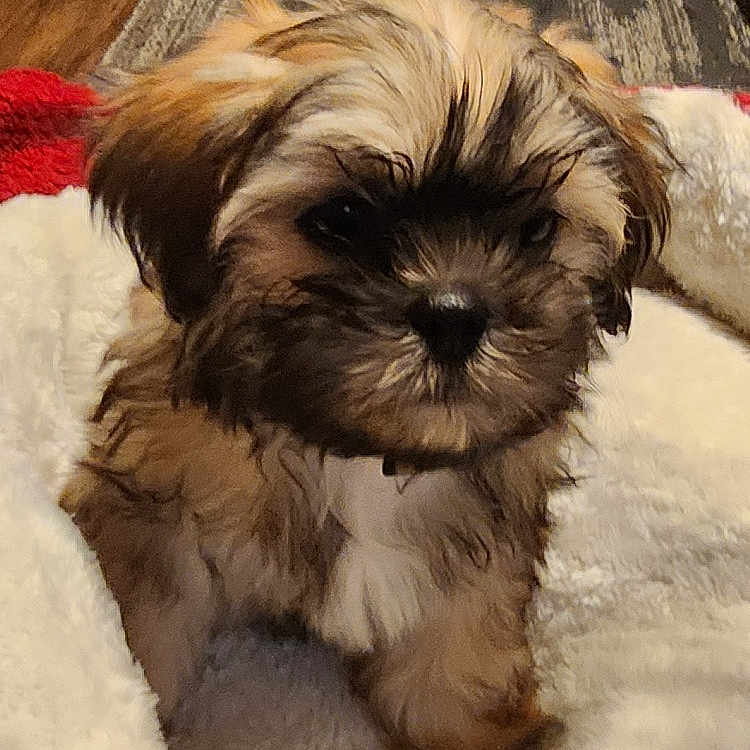 Prince is registered to the contest to win money with this photo: adorable, animal, brown, closeup, cozy, curious, cute, dog, fireplace, fluffy, furry, indoor, living_room, pet_bed, photo_frames, plush, puppy, small_dog, white, wood_floor