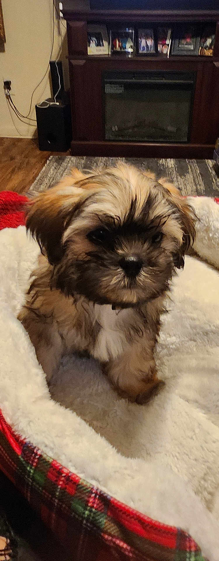 Prince