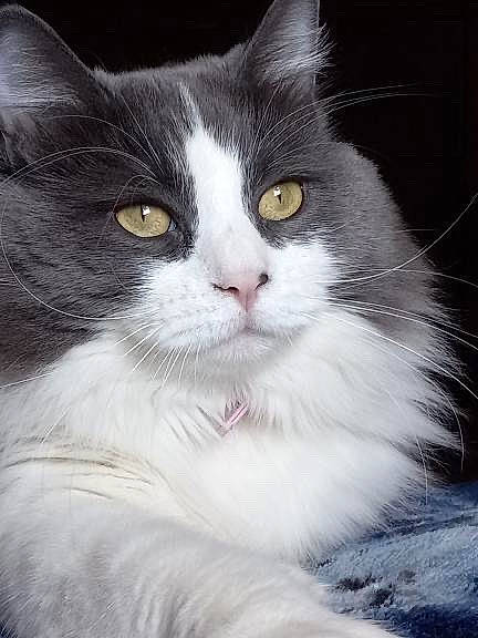 Gracie
