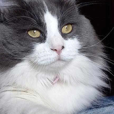 Gracie