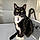 Binx