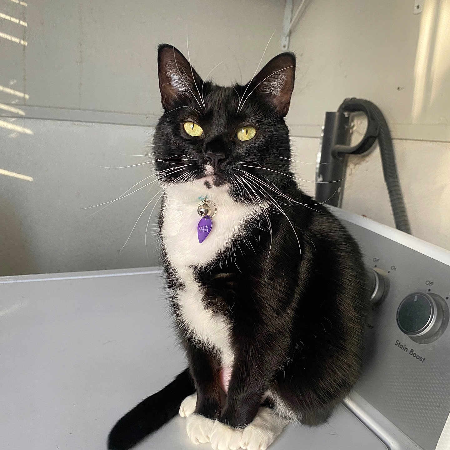 Binx joined the competition — help win amazing prizes! cat, tuxedo_cat, pet, yellow_eyes, indoor, washing_machine, household, curious, sitting, black_and_white, feline, domestic, fur, whiskers, collar, tag, appliance, quiet, clean, home