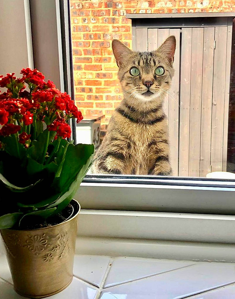 Jelly is registered to the contest to win money with this photo: carmine, carnivore, cat, cut_flowers, domestic_short_haired_cat, felidae, floral_design, flower, flower_arranging, flowering_plant, flowerpot, grass, houseplant, petal, plant, small_to_medium_sized_cats, snout, tail, whiskers, window