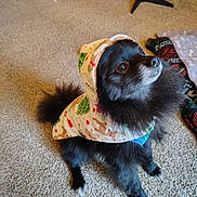 Shadow joined the competition — help win amazing prizes! dog, black_dog, hoodie, clothing, pet, indoor, carpet, christmas, festive, cute, fluffy, sitting, looking_up, small_dog, cozy, blanket, fur, animal, companion, household