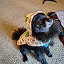 dog, black_dog, hoodie, clothing, pet, indoor, carpet, christmas, festive, cute, fluffy, sitting, looking_up, small_dog, cozy, blanket, fur, animal, companion, household