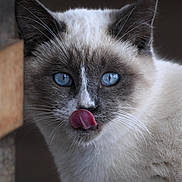 Flocon a rejoint le concours — aidez-le/la à gagner de superbes lots ! cat, blue_eyes, tongue, licking, close_up, fluffy, whiskers, ears, fur, face, animal, pet, cute, mammal, portrait, feline, looking, nose, indoor, expression