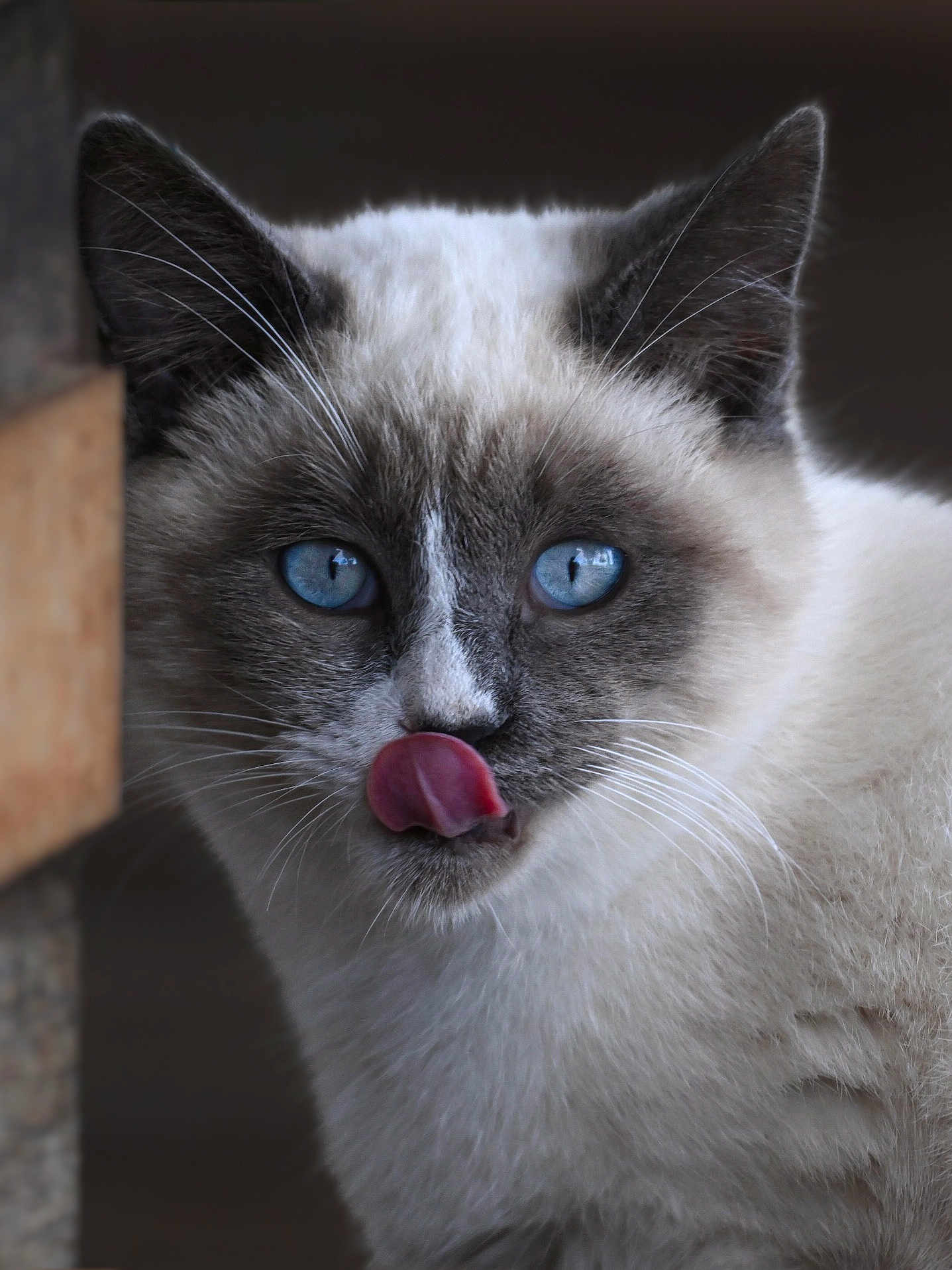 Flocon a rejoint le concours — aidez-le/la à gagner de superbes lots ! cat, blue_eyes, tongue, licking, close_up, fluffy, whiskers, ears, fur, face, animal, pet, cute, mammal, portrait, feline, looking, nose, indoor, expression