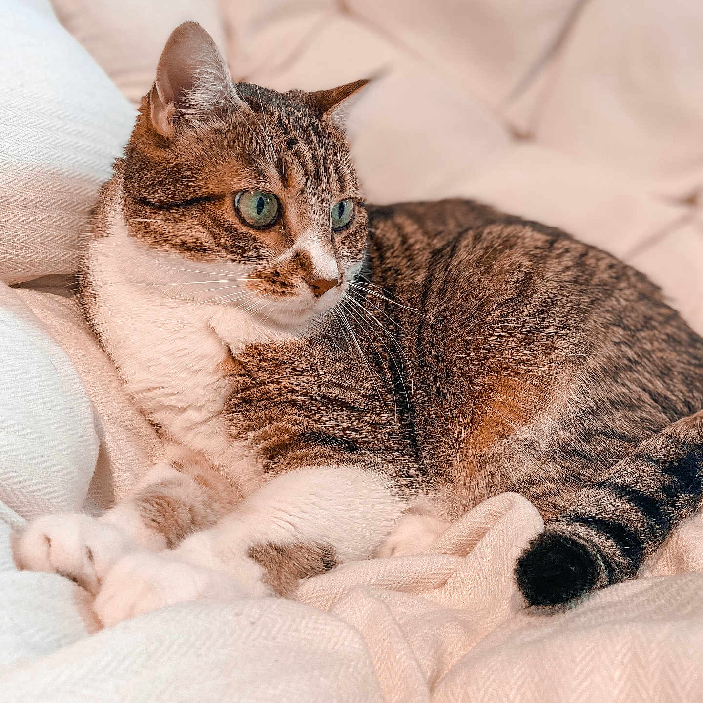 Simba participe au concours pour gagner de l'argent avec cette photo : animal, blanket, cat, closeup, comfort, cozy, cute, ears, feline, fur, indoor, paws, pet, relaxing, resting, sleepy, soft, tabby, tail, whiskers
