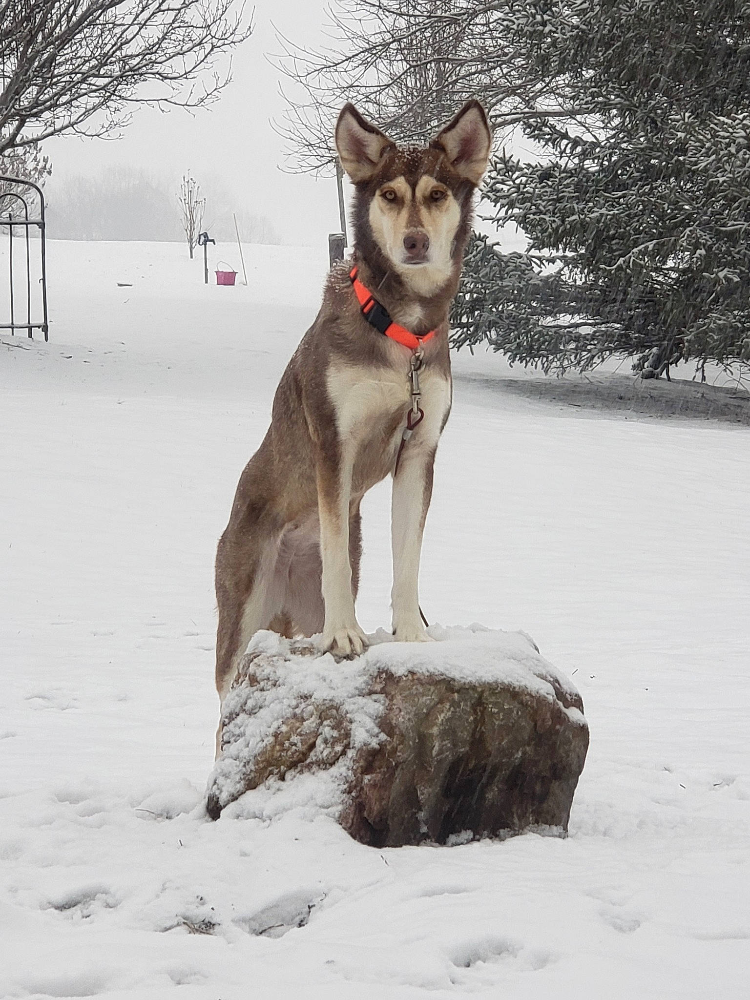 Oakley joined the competition — help win amazing prizes! canidae, carnivore, czechoslovakian_wolfdog, dog, dog_breed, jamthund, mammal, native_american_indian_dog, northern_inuit_dog, saarloos_wolfdog, seppala_siberian_sleddog, siberian_husky, sled_dog, snow, sporting_group, tamaskan_dog, utonagan, vertebrate, winter, wolfdog