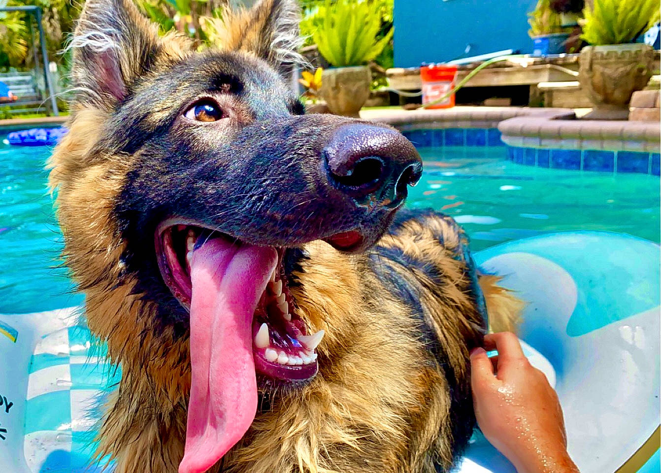Chevy joined the competition — help win amazing prizes! blue, canidae, carnivore, companion_dog, dog, dog_breed, fang, fawn, green, happy, herding_dog, houseplant, king_shepherd, leisure, old_german_shepherd_dog, plant, snout, sporting_group, swimming_pool, water