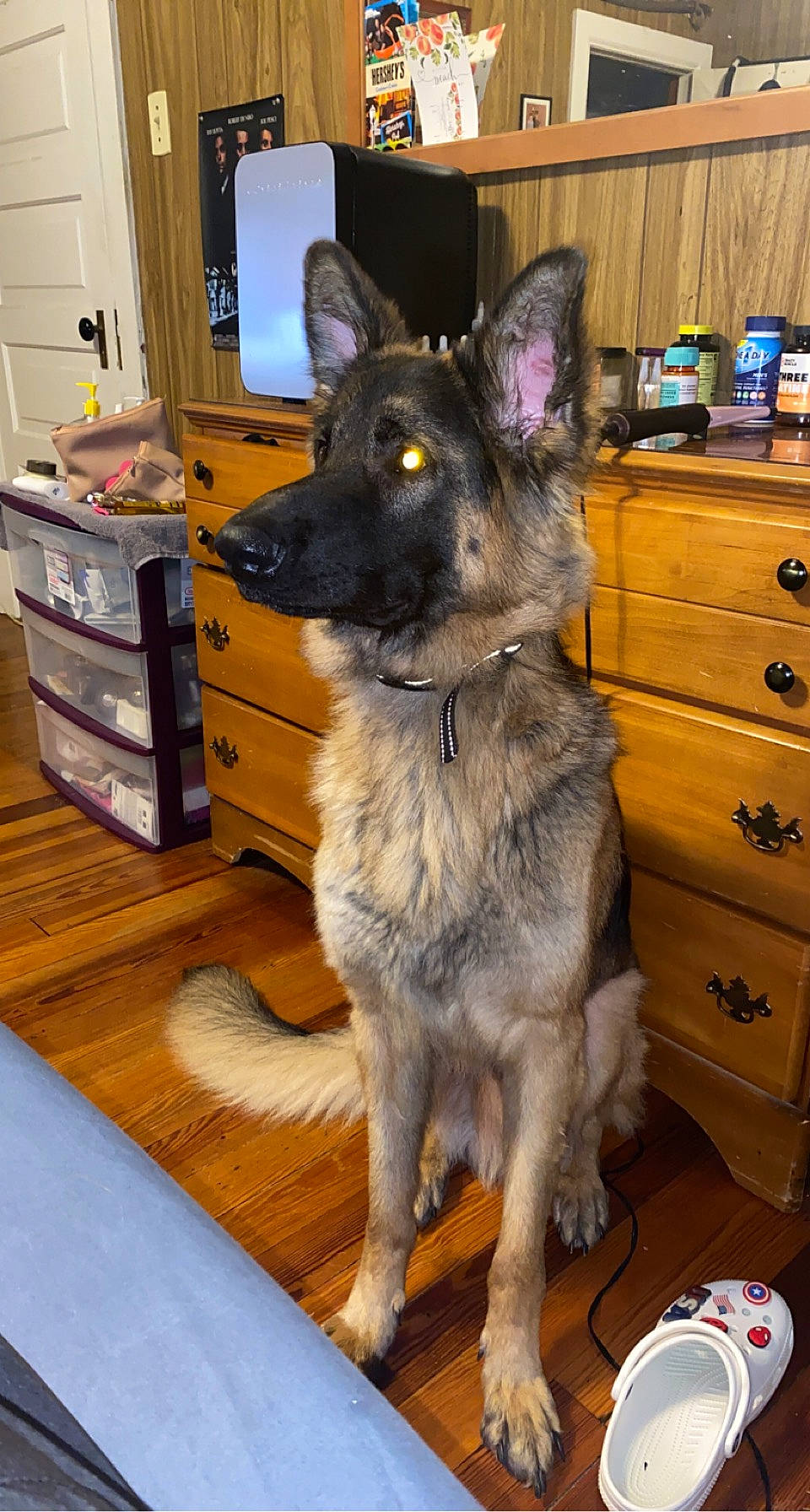 Chevy joined the competition — help win amazing prizes! cabinetry, canidae, carnivore, chest, chest_of_drawers, companion_dog, cupboard, dog, dog_breed, drawer, dresser, fawn, flooring, fur, german_shepherd_dog, hardwood, snout, sporting_group, television, wood