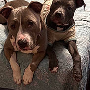 Nala And Lia is registered to the contest to win money with this photo: dogs, puppies, pit_bull, pet, animals, two_dogs, bed, blanket, indoor, portrait, lying_down, short_hair, brown_dog, gray_dog, white_markings, dog_shirt, cute, companionship, relaxed, photography