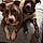 Nala And Lia