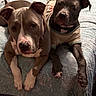 dogs, puppies, pit_bull, pet, animals, two_dogs, bed, blanket, indoor, portrait, lying_down, short_hair, brown_dog, gray_dog, white_markings, dog_shirt, cute, companionship, relaxed, photography