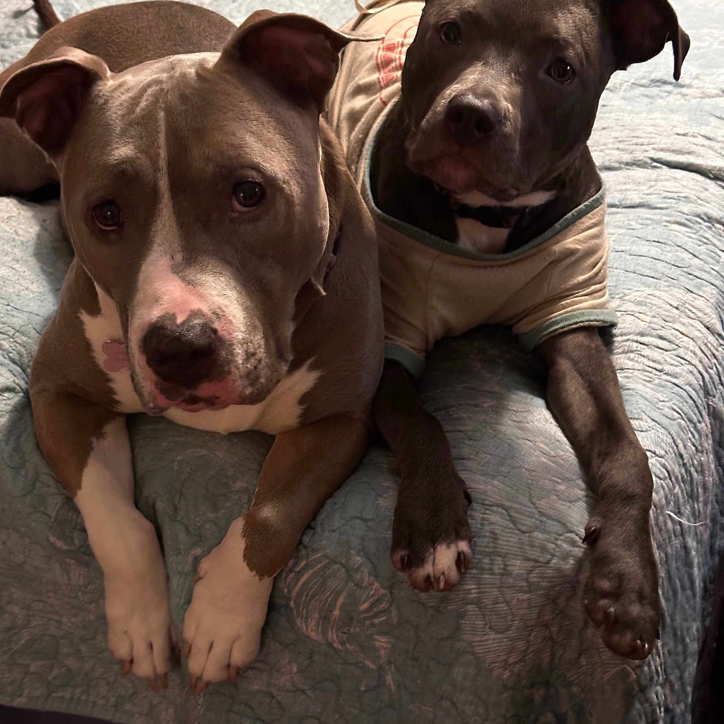 Nala And Lia