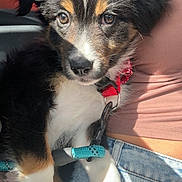 Tina participe au concours pour gagner de l'argent avec cette photo : puppy, dog, tricolor, fluffy, portrait, close_up, face, eyes, ears, harness, leash, collar, red, turquoise, lap, person, jeans, car, indoor, pet