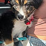 puppy, dog, tricolor, fluffy, portrait, close_up, face, eyes, ears, harness, leash, collar, red, turquoise, lap, person, jeans, car, indoor, pet