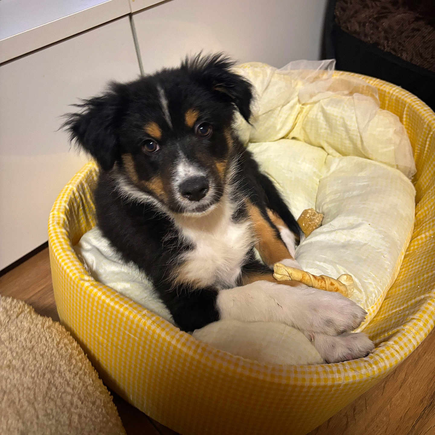 Tina a rejoint le concours — aidez-le/la à gagner de superbes lots ! puppy, dog, pet, animal, tricolor, fluffy, fur, brown, black, white, face, eyes, paws, sitting, bed, blanket, cushion, indoor, home, cute