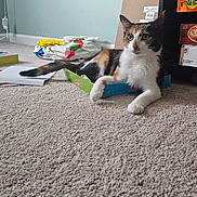 Cleopatra is registered to the contest to win money with this photo: animal, box, calico, carpet, cat, curious, domestic, ears, feline, floor, game_box, indoor, looking, messy_room, papers, pet, relaxed, sitting, tail, whiskers