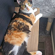 Cleopatra joined the competition — help win amazing prizes! cat, calico, feline, indoor, yellow_eyes, wooden_desk, cat_tree, curious, pet, animal, fur, whiskers, paws, carpet, vent, relaxed, looking_back, domestic_cat, cute, cozy