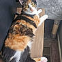 cat, calico, feline, indoor, yellow_eyes, wooden_desk, cat_tree, curious, pet, animal, fur, whiskers, paws, carpet, vent, relaxed, looking_back, domestic_cat, cute, cozy