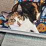 Cleopatra is registered to the contest to win money with this photo: cat, calico, animal, pet, yellow_eyes, blanket, patterned_blanket, laptop, keyboard, reflection, indoor, curious, feline, whiskers, ears, fur, technology, closeup, resting, cozy