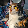 Cleopatra is registered to the contest to win money with this photo: cat, calico_cat, yellow_eyes, whiskers, indoor, blanket, colorful, fur, pet, animal, closeup, relaxing, side_view, curious, domestic_cat, mammal, feline, portrait, cozy, soft_light