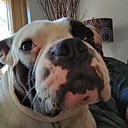 Thor joined the competition — help win amazing prizes! dog, close_up, indoor, couch, person, face, black_and_white, pet, living_room, lamp, window, hand, fur, nose, whiskers, relaxing, seated, blanket, daylight, home