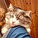Ms. Kitty
