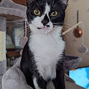 Anka a rejoint le concours — aidez-le/la à gagner de superbes lots ! animal, background, black_and_white, cat, cat_tree, close_up, cozy, curious, domestic, ears, eyes, feline, fur, home, indoor, pet, portrait, sitting, soft, whiskers