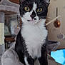 animal, background, black_and_white, cat, cat_tree, close_up, cozy, curious, domestic, ears, eyes, feline, fur, home, indoor, pet, portrait, sitting, soft, whiskers
